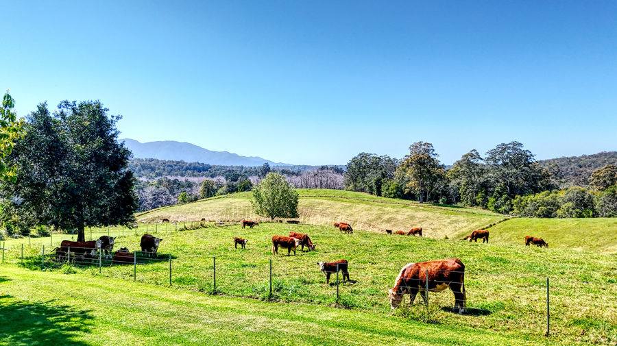 Bellingen Auction by Farmbuy.com - image 10