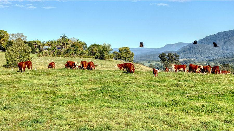 Bellingen Auction by Farmbuy.com - image 1