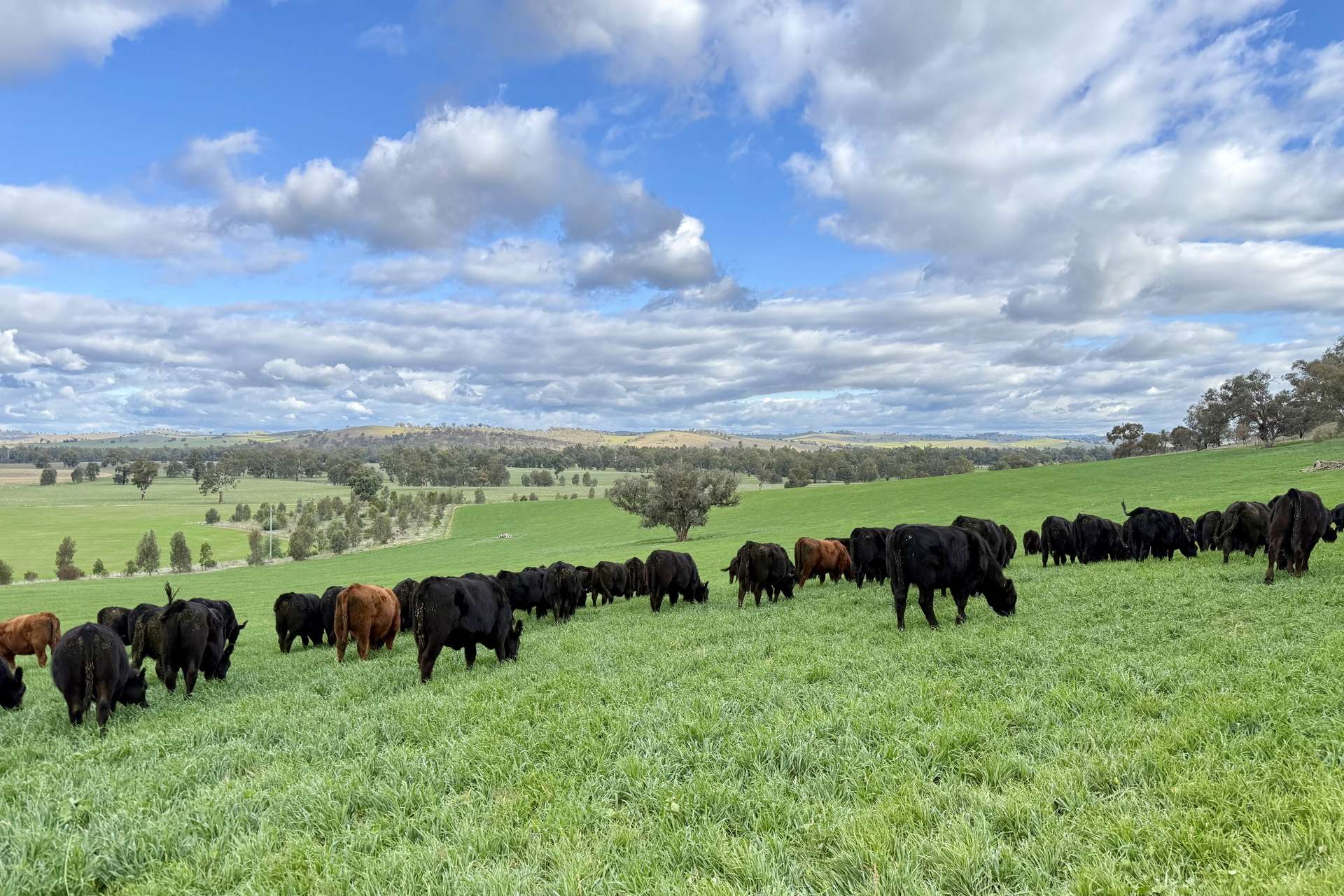 1834-1952 Oura Road, Oura For Sale by Farmbuy.com - image 29