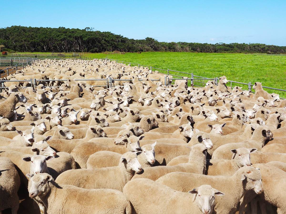 Yaruck Road, Port Campbell For Sale by Farmbuy.com - image 3