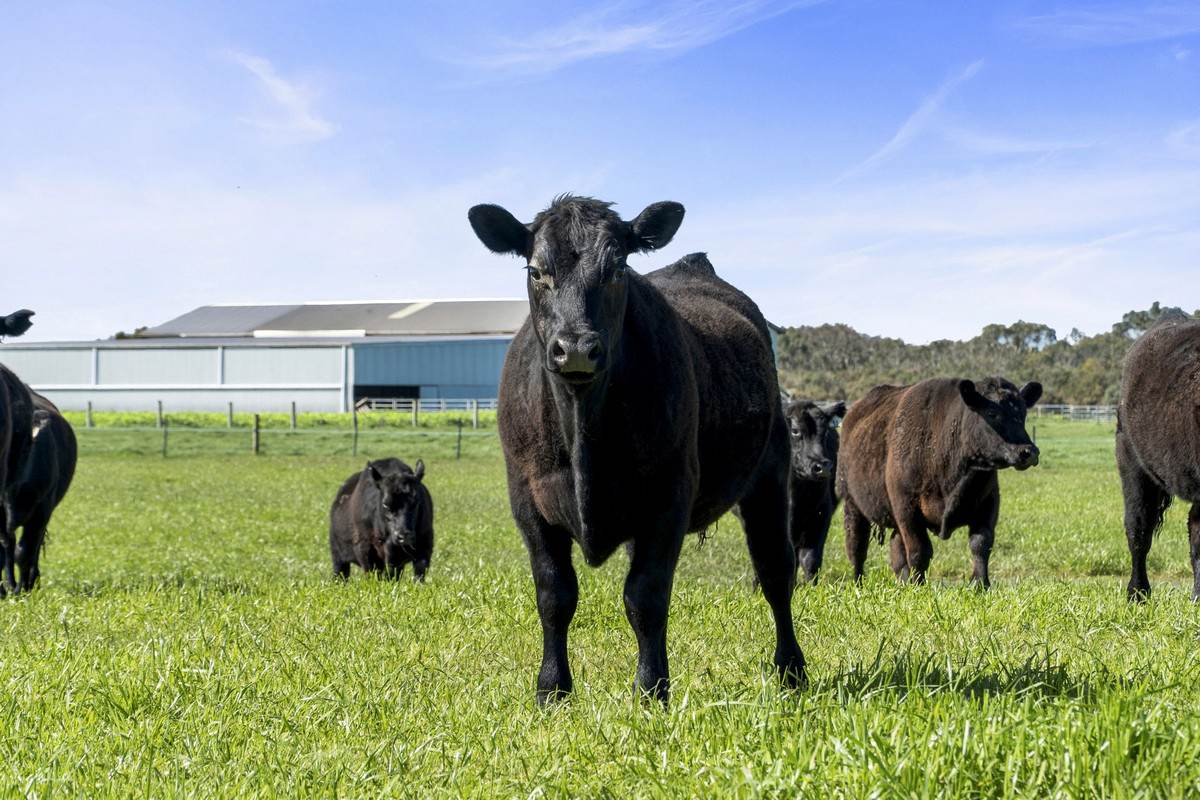 Yaruck Road, Port Campbell For Sale by Farmbuy.com - image 4