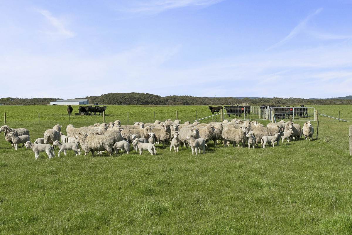 Yaruck Road, Port Campbell For Sale by Farmbuy.com - image 14
