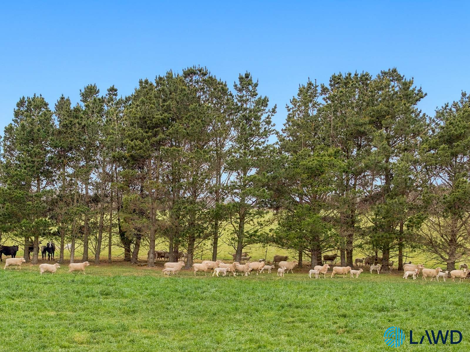726 Goulburn Road, Boro For Sale by Farmbuy.com - image 4