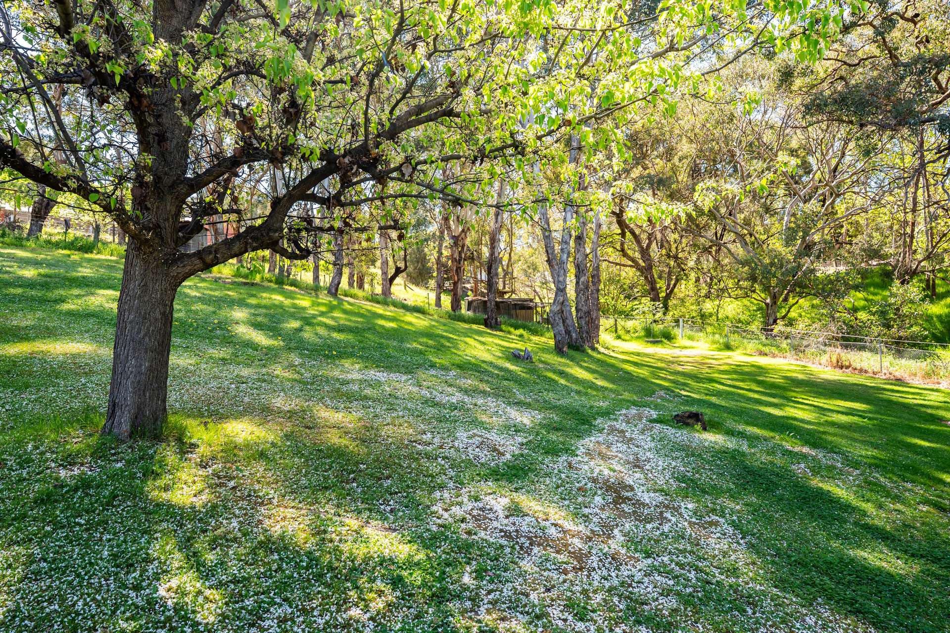 1188 Padman Drive, West Albury For Sale by Farmbuy.com - image 29