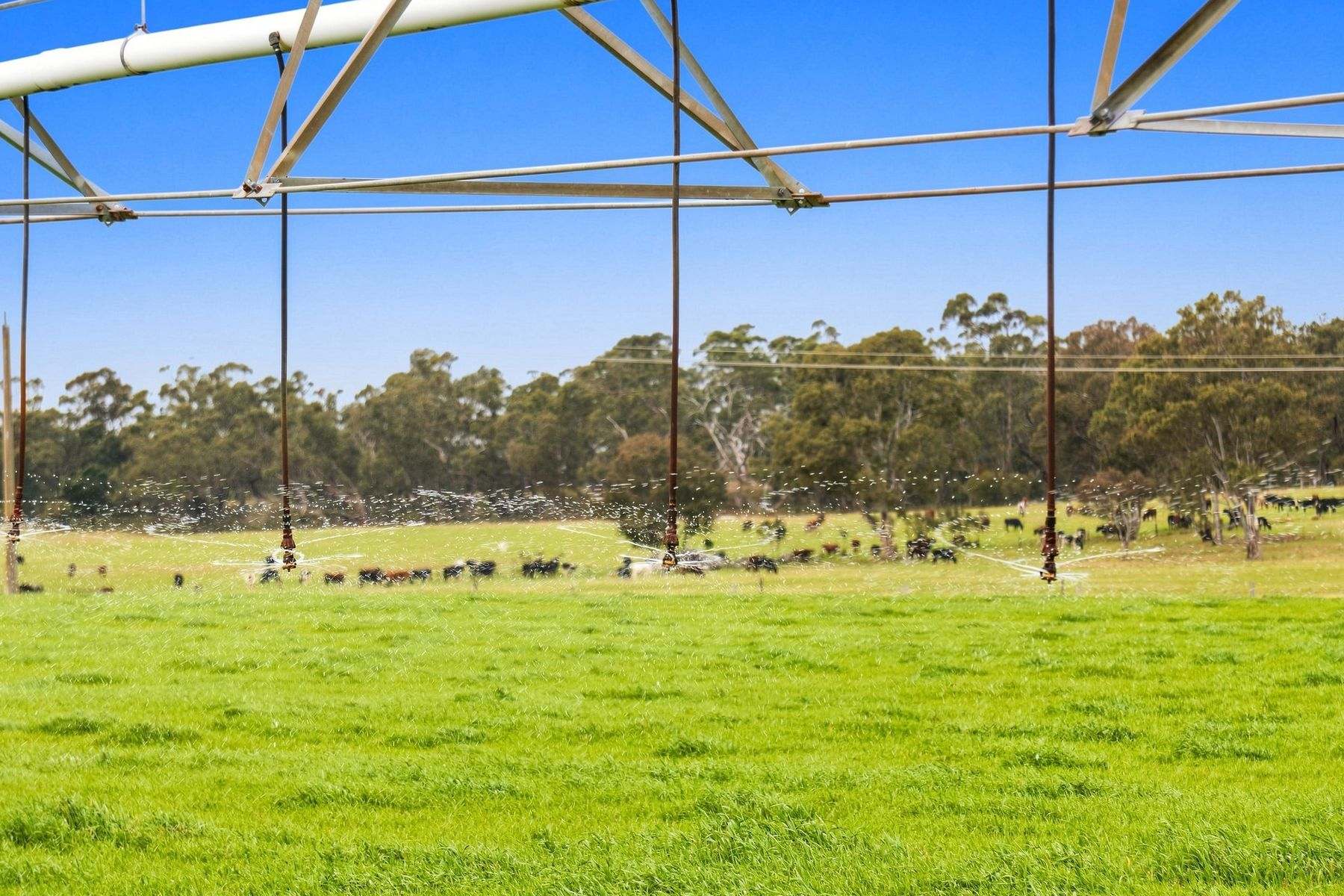 1131 Reservoir Road, Munro For Sale by Farmbuy.com - image 20