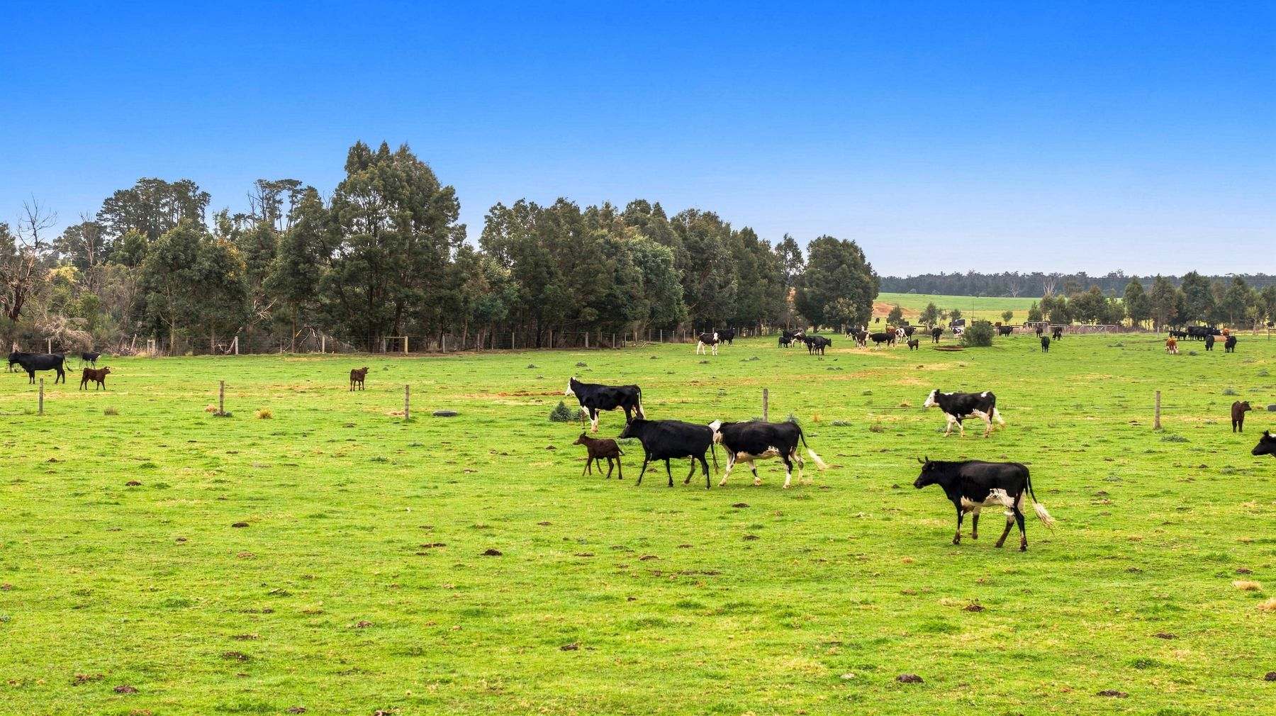 1131 Reservoir Road, Munro For Sale by Farmbuy.com - image 12