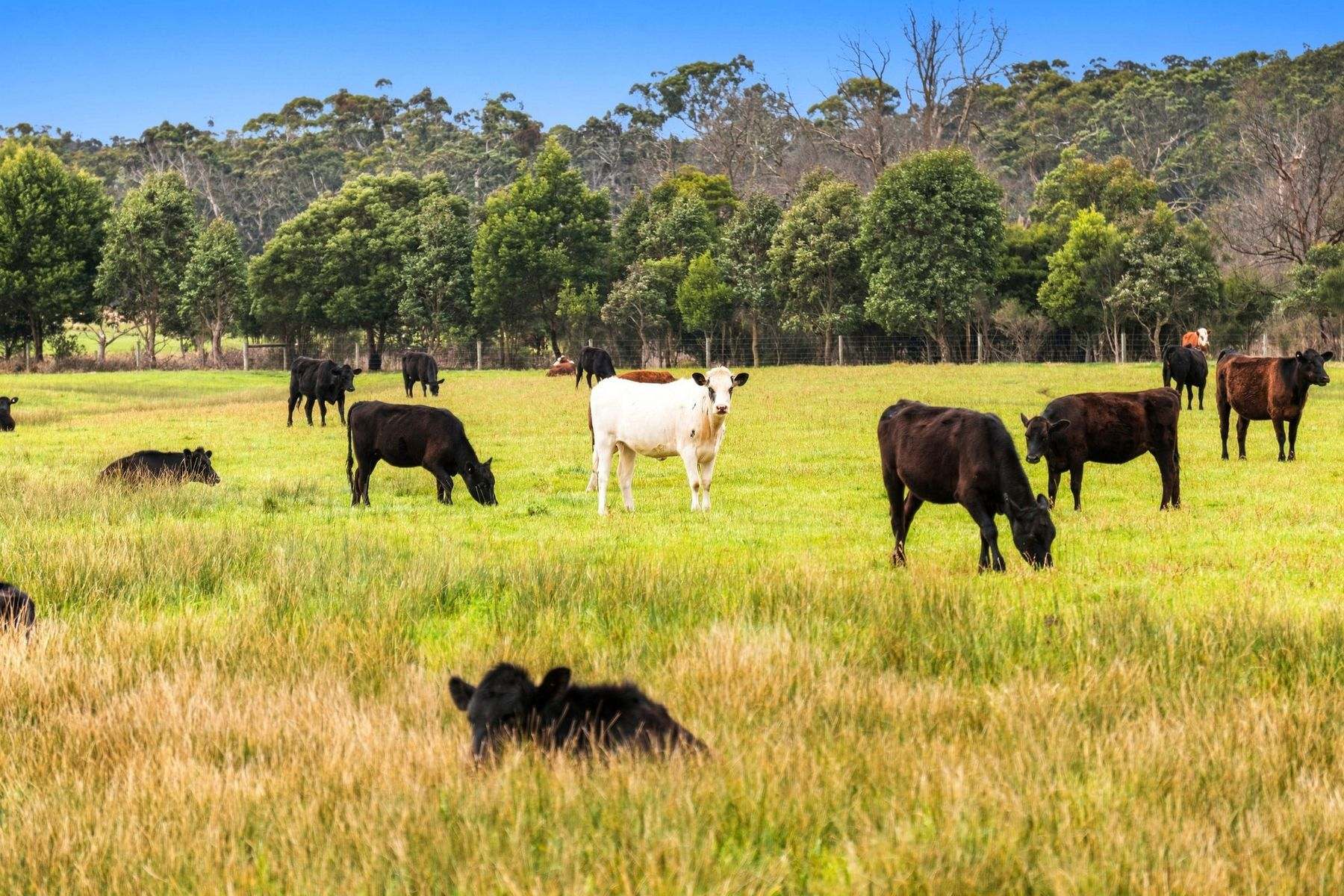 1131 Reservoir Road, Munro For Sale by Farmbuy.com - image 17