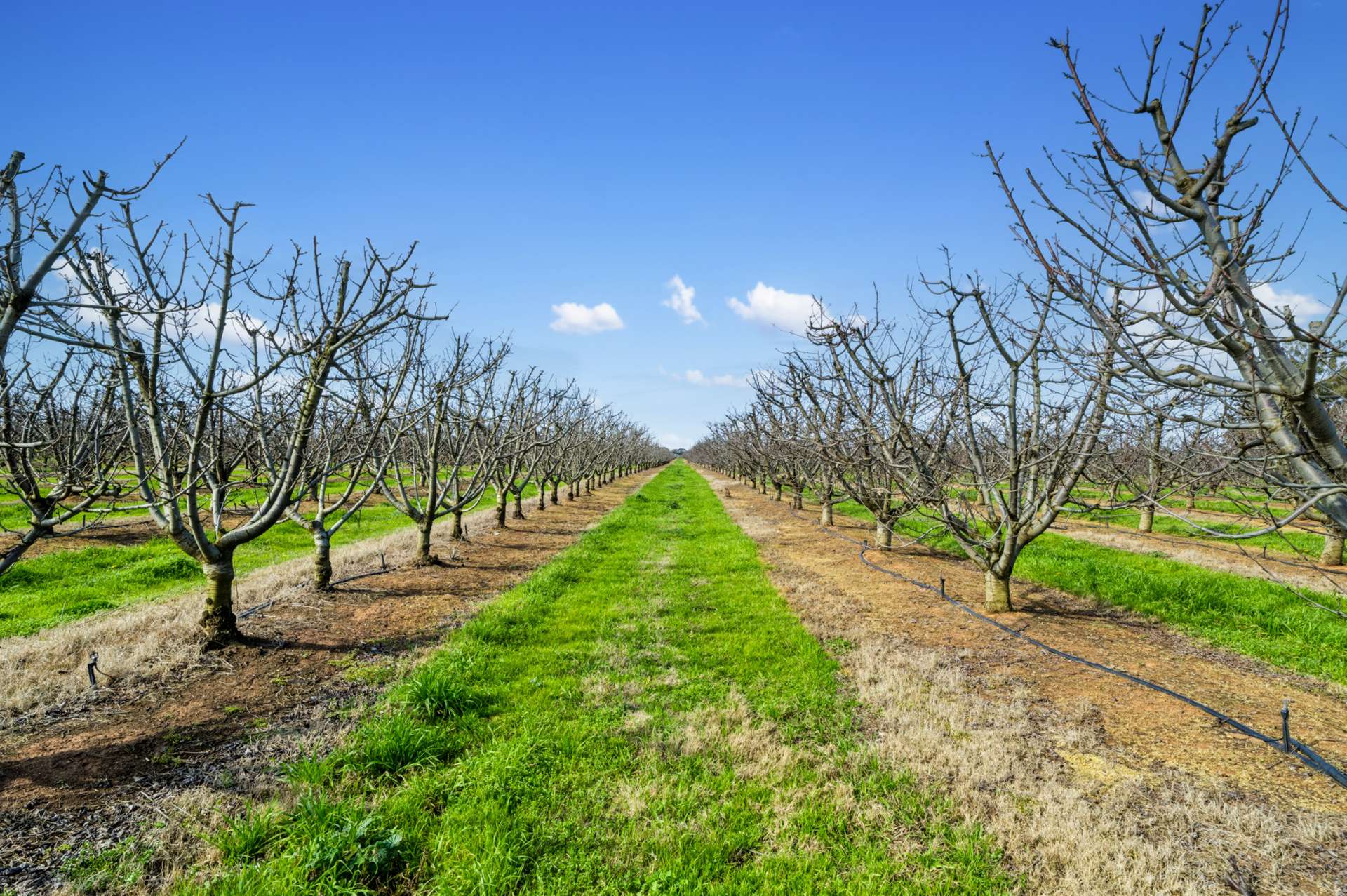139 Chapel Road, Cobram East For Sale by Farmbuy.com - image 8