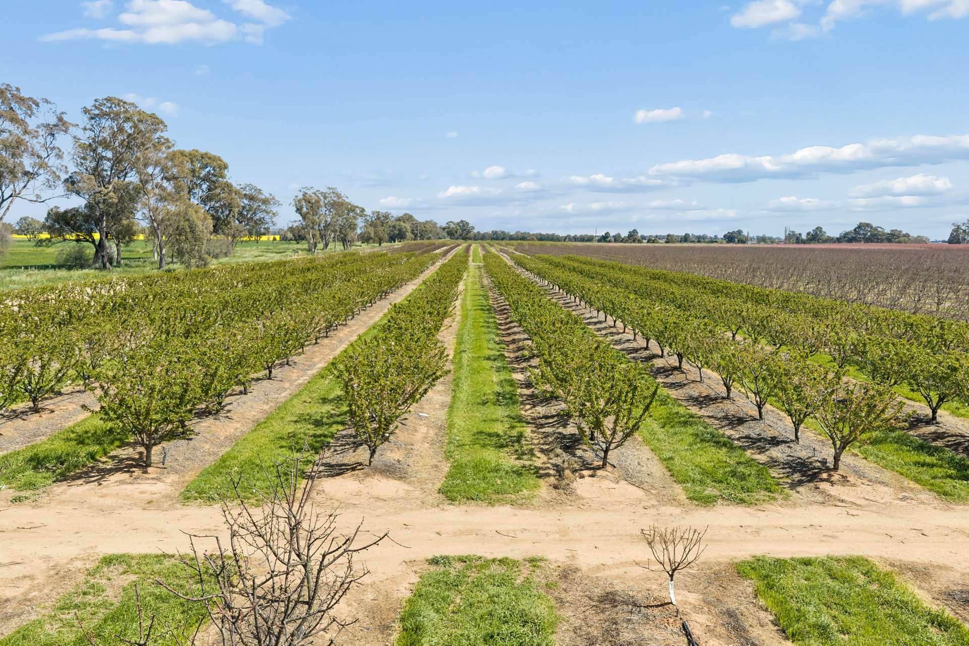 139 Chapel Road, Cobram East For Sale by Farmbuy.com - image 7