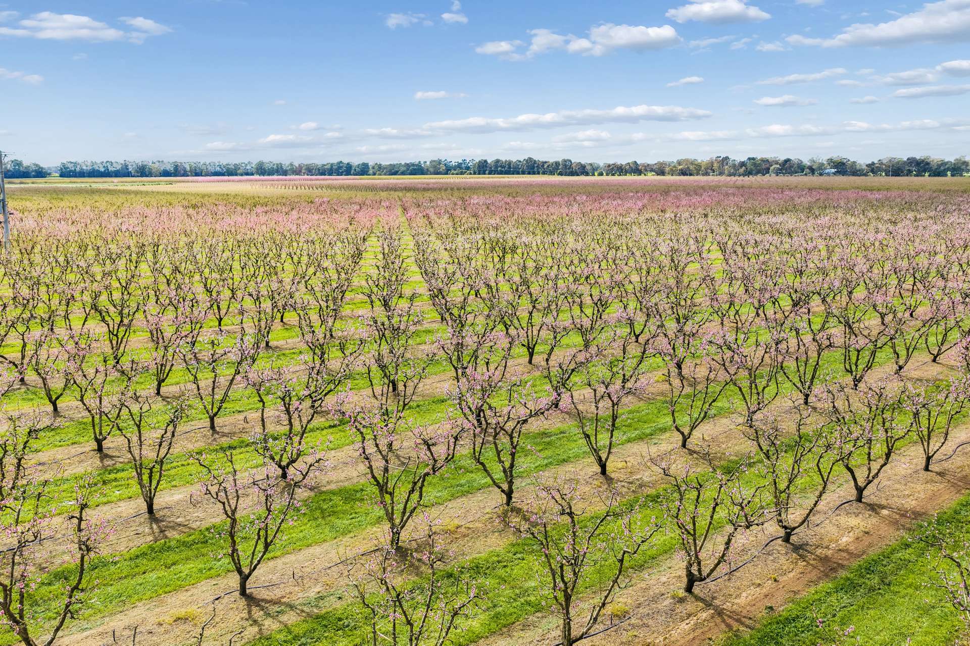 139 Chapel Road, Cobram East For Sale by Farmbuy.com - image 18