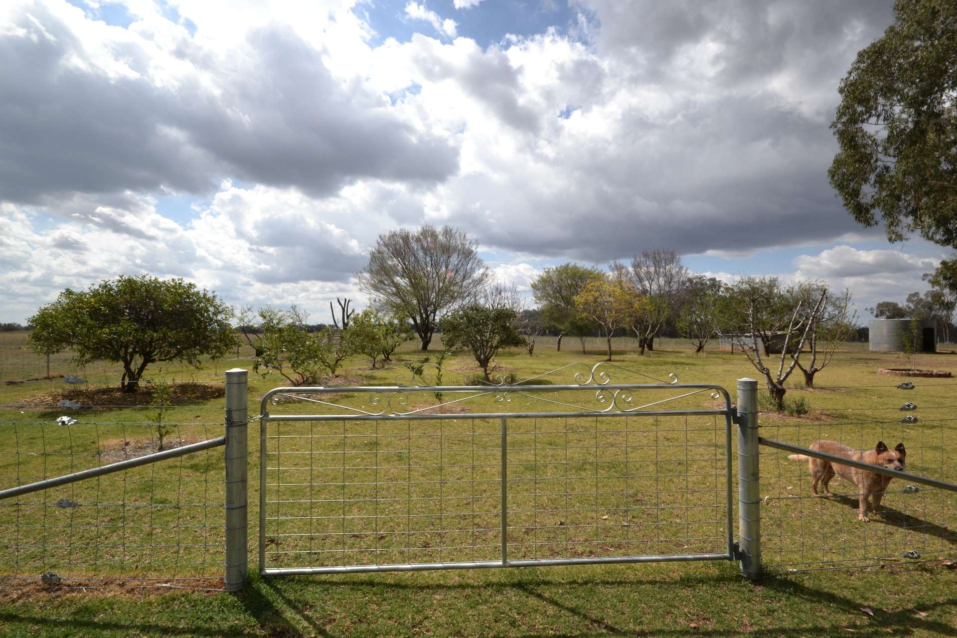 40 Hills Lane, Inverell For Sale by Farmbuy.com - image 19