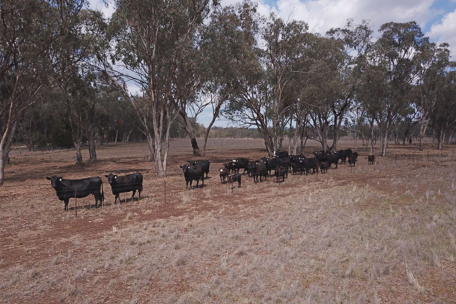40 Hills Lane, Inverell For Sale by Farmbuy.com - image 31