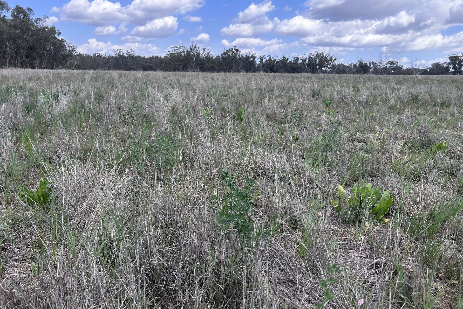 40 Hills Lane, Inverell For Sale by Farmbuy.com - image 27