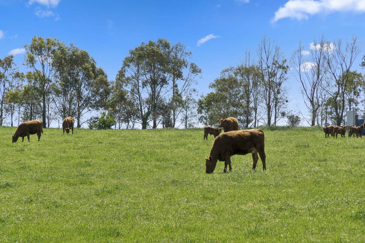 90 Baynes Road, Corunnun For Sale by Farmbuy.com - image 26