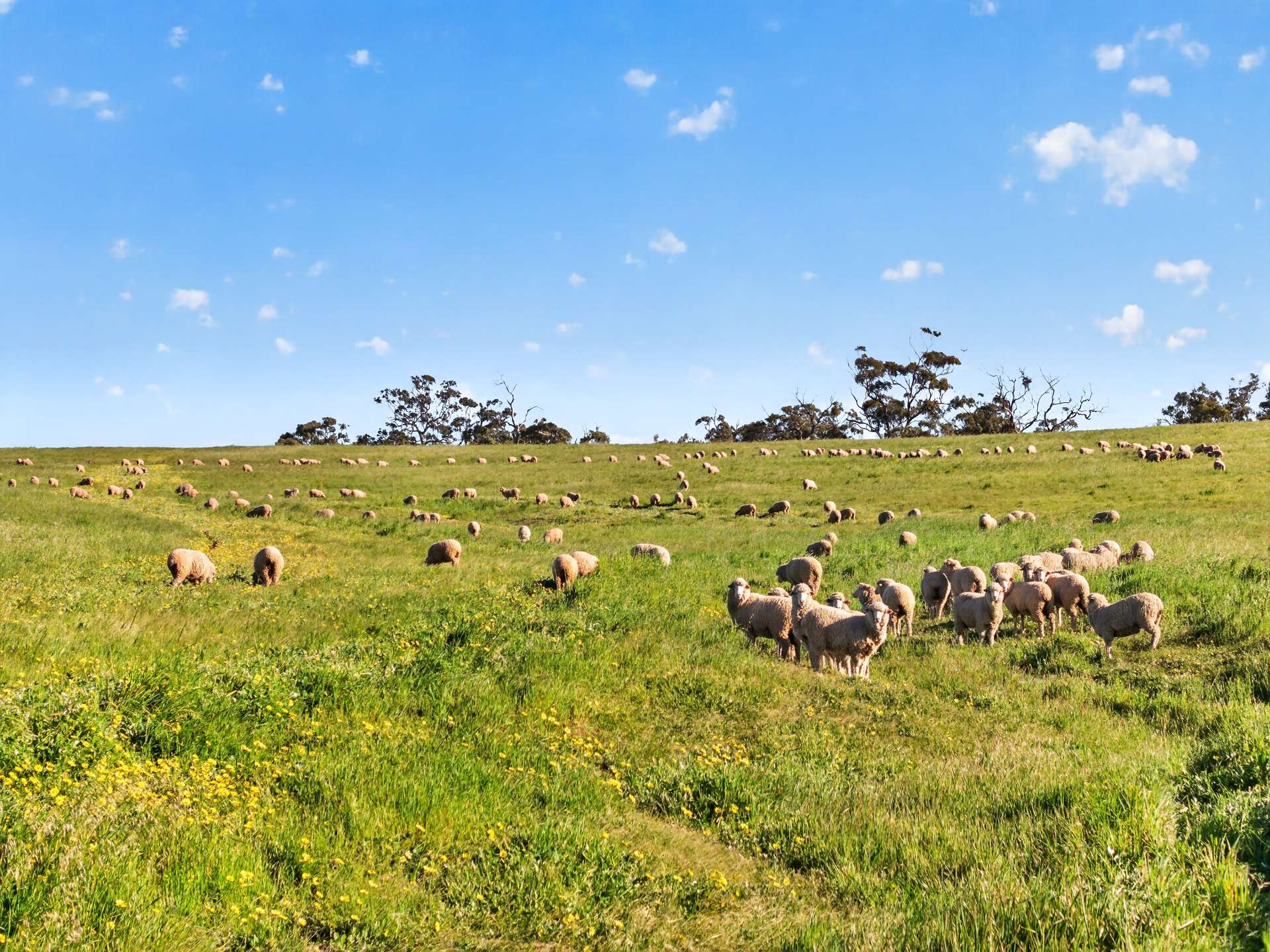 'Woolshed' Kelly Road, Undalya Auction by Farmbuy.com - image 3