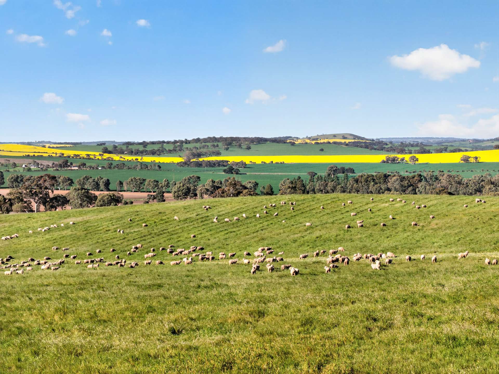 'Woolshed' Kelly Road, Undalya Auction by Farmbuy.com - image 6