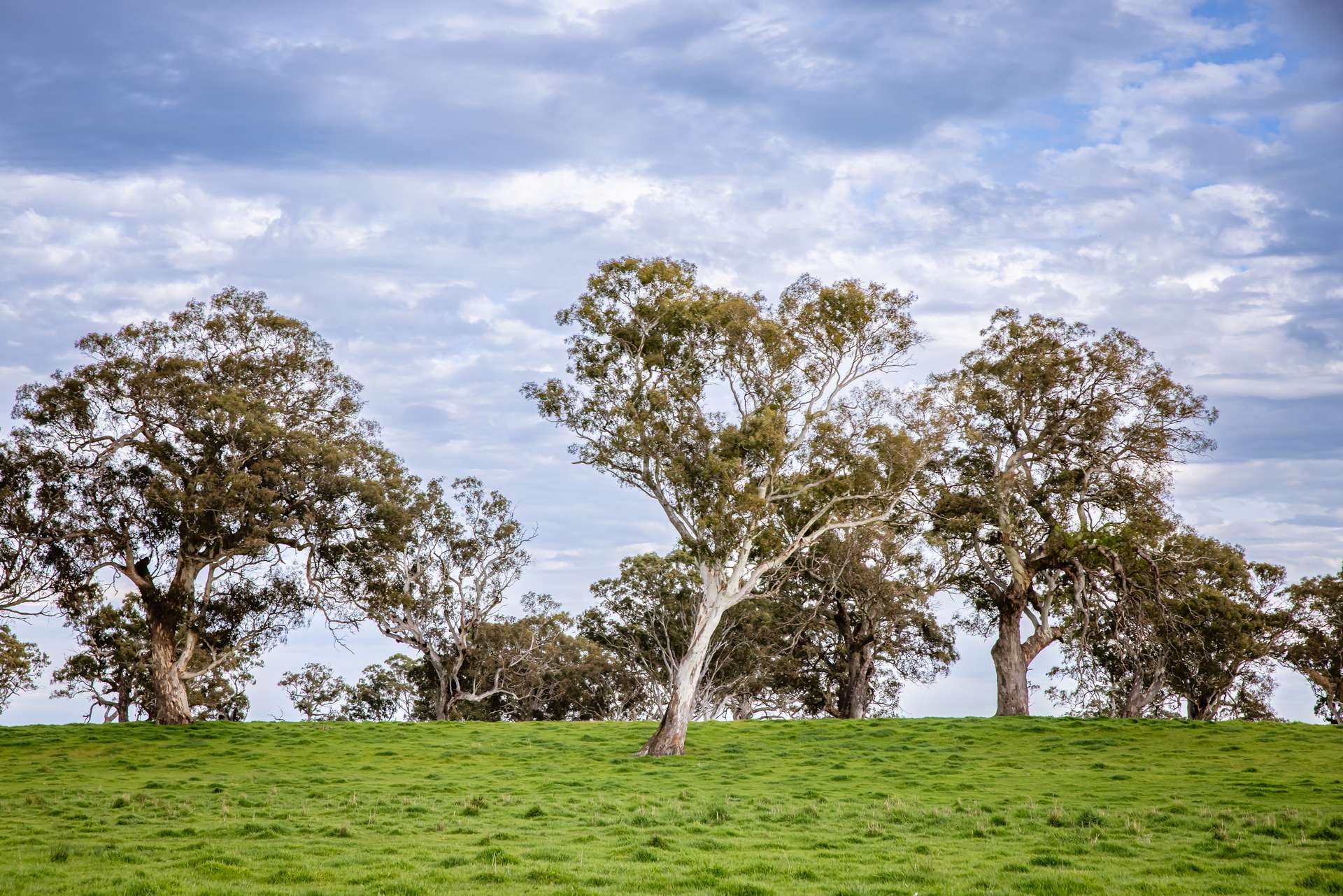 122 Blight Road, Penola For Sale by Farmbuy.com - image 7