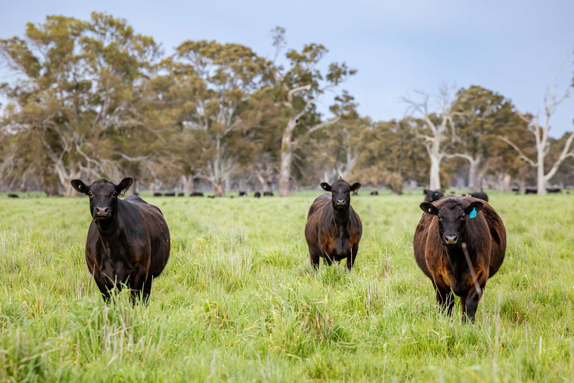 122 Blight Road, Penola For Sale by Farmbuy.com - image 1