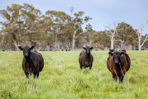 122 Blight Road, Penola SA 5277
