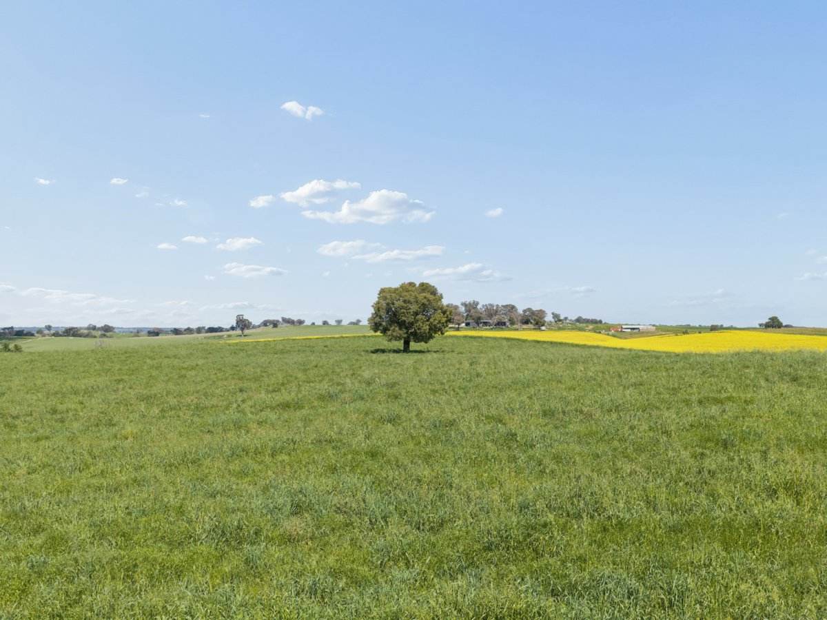 433 Maimuru SS Road Via, Young For Sale by Farmbuy.com - image 20