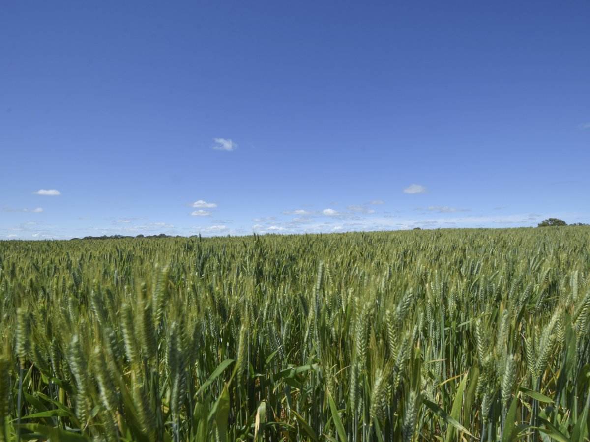 433 Maimuru SS Road Via, Young For Sale by Farmbuy.com - image 24