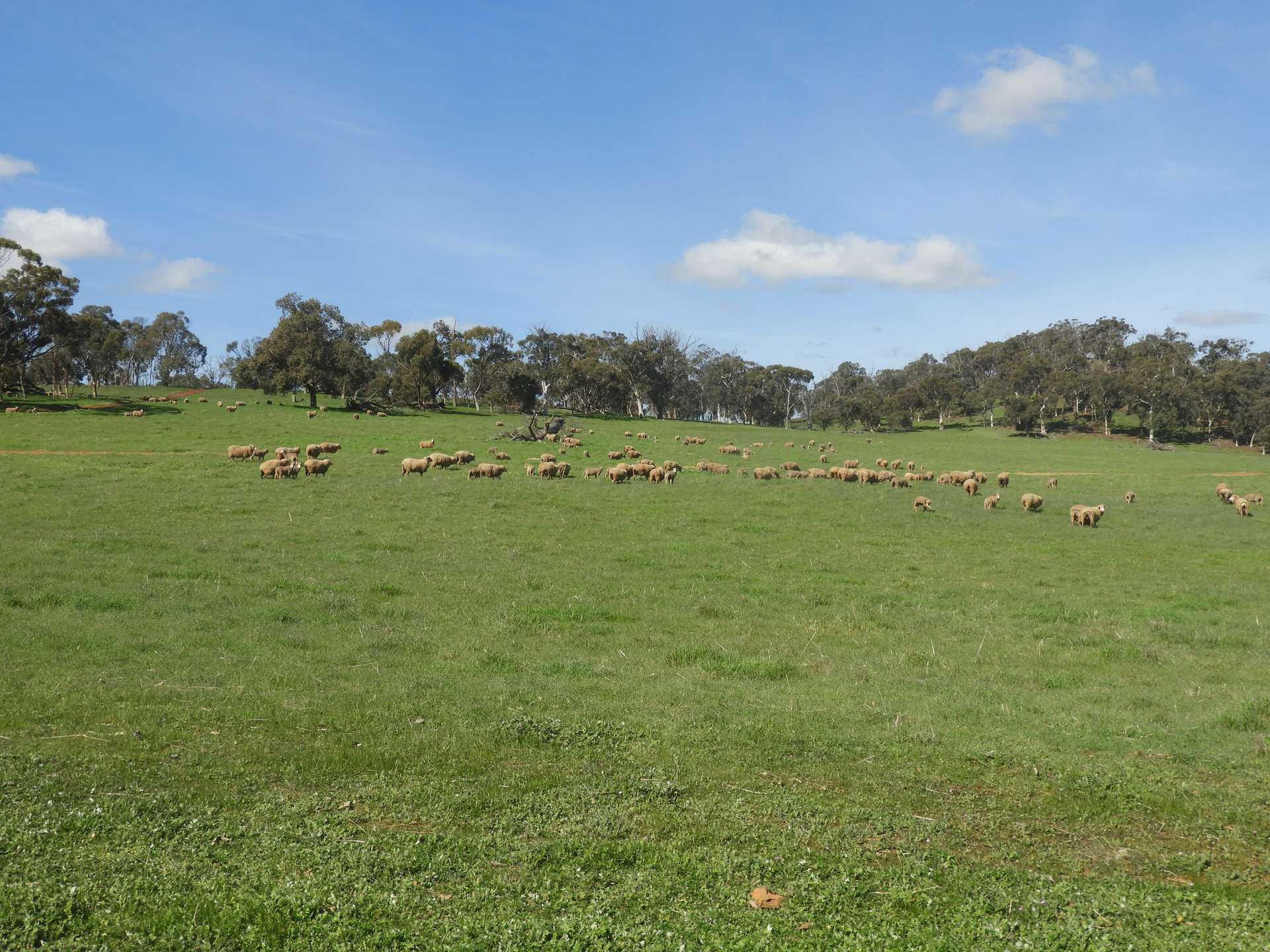 Former Bindoon Agricultural College, Bindoon For Sale by Farmbuy.com - image 8