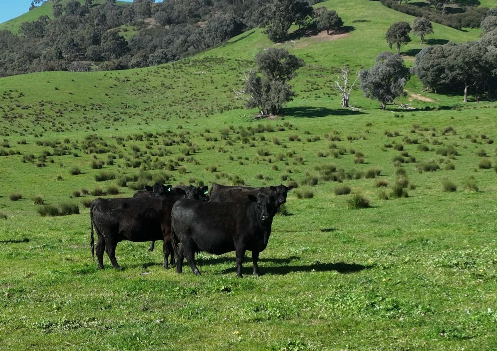5695 Melba Highway, Yea For Sale by Farmbuy.com - image 6