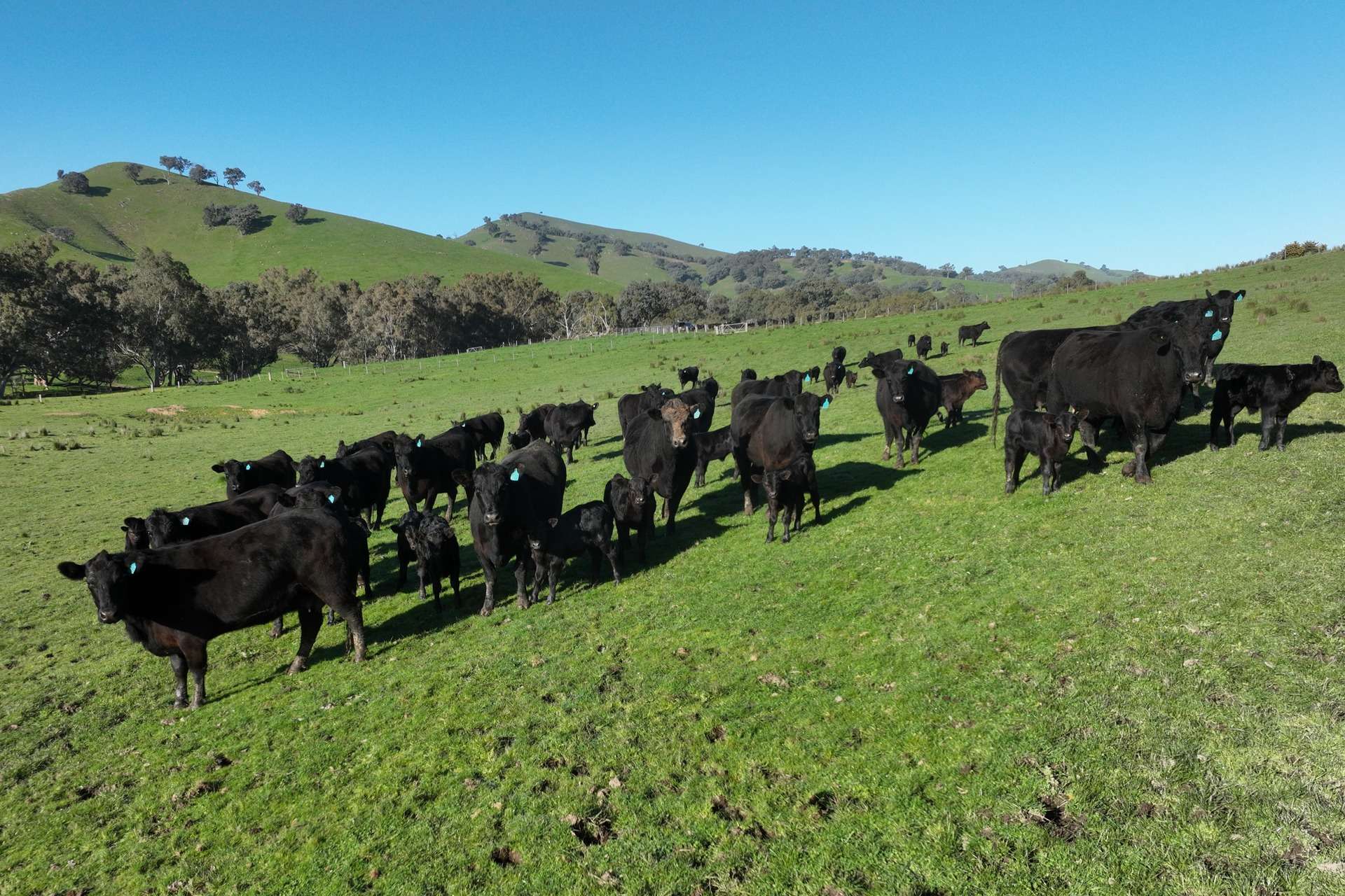 5695 Melba Highway, Yea For Sale by Farmbuy.com - image 11