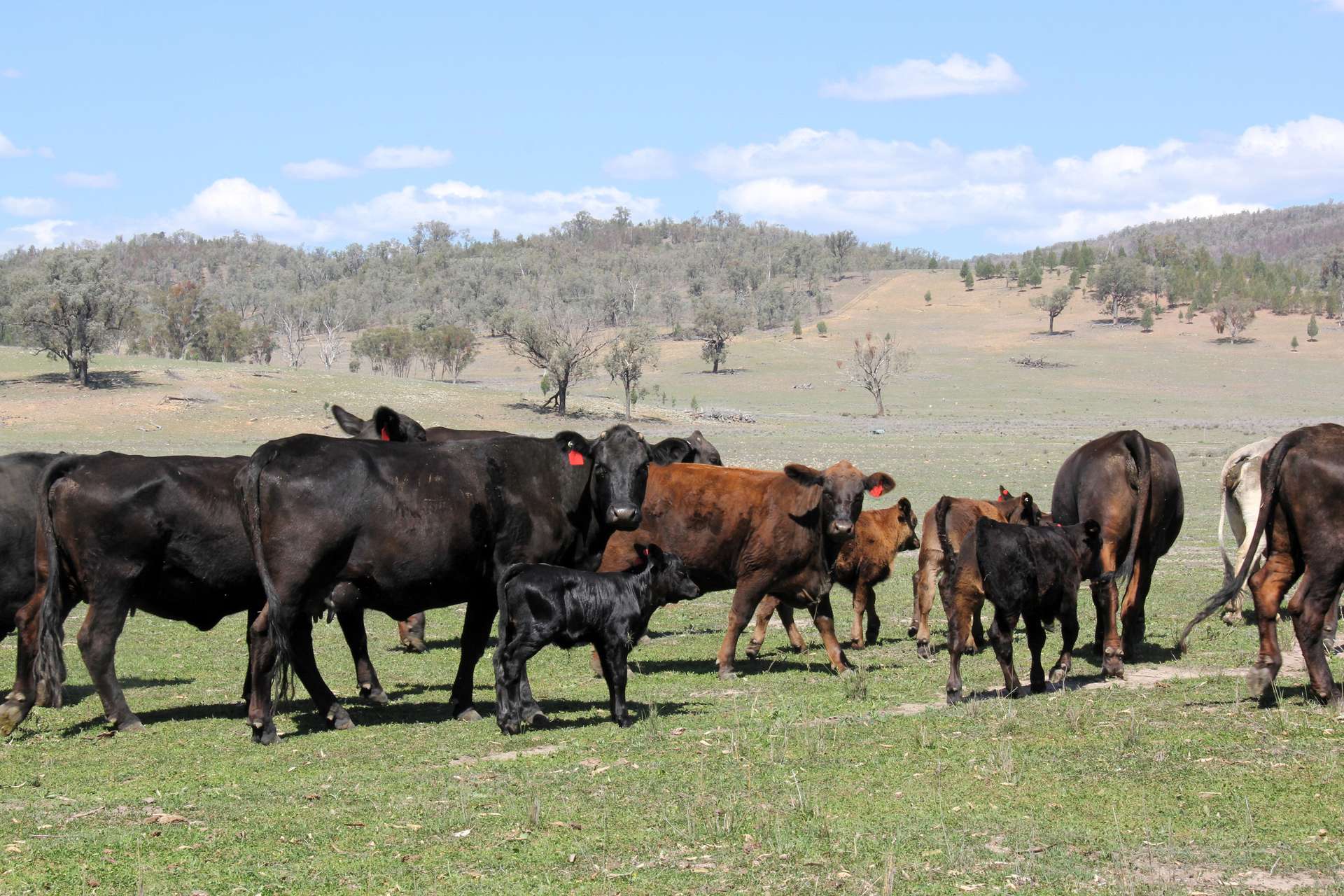 5687 Bruxner Way, Tenterfield For Sale by Farmbuy.com - image 4