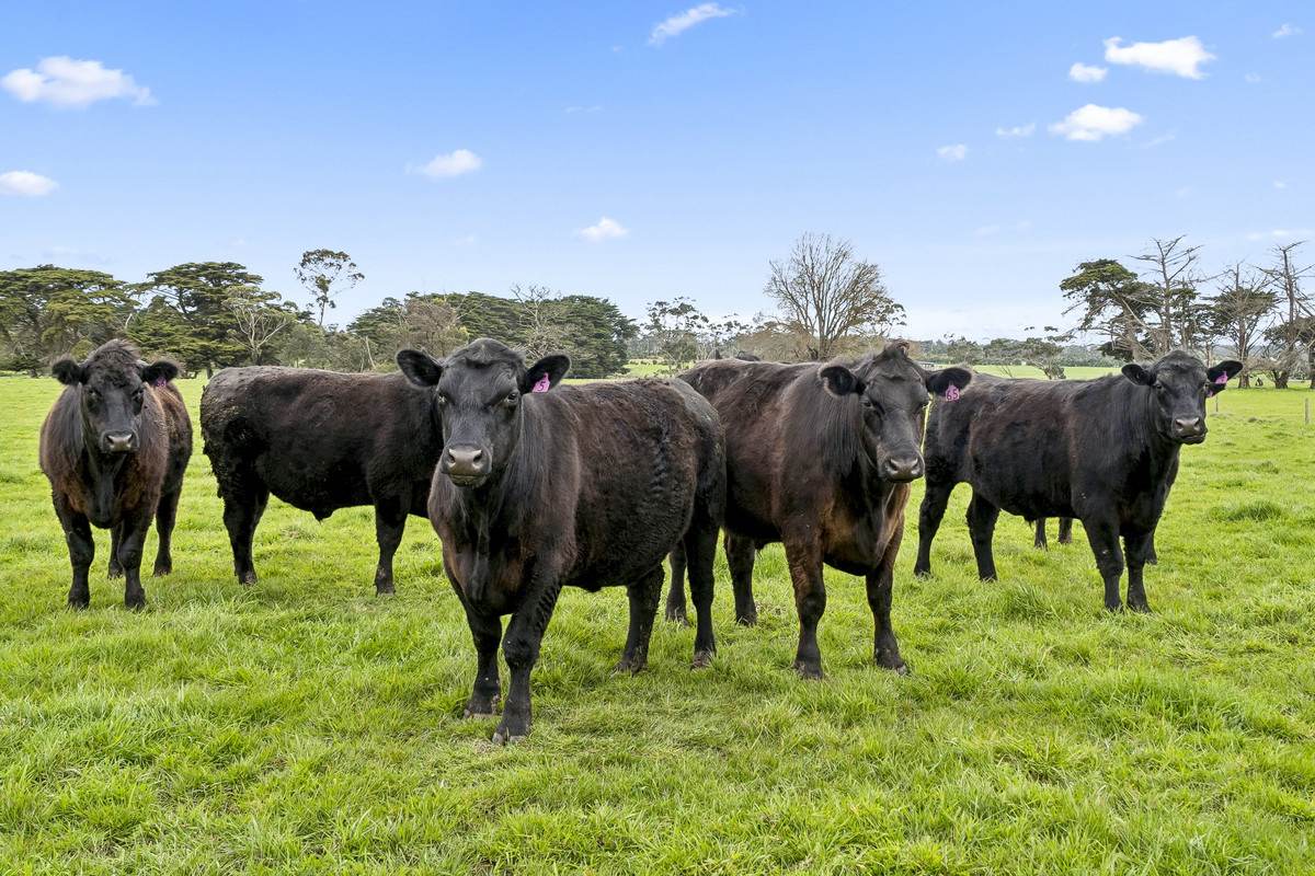 10 Rohans Road, Elingamite For Sale by Farmbuy.com - image 25