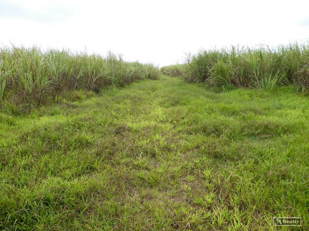 Bamboo Creek For Sale by Farmbuy.com - image 4