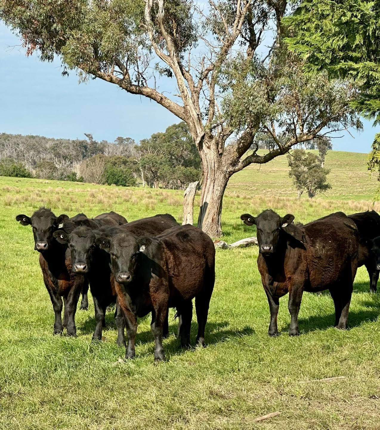 "Myola" 278 Toms Gully Road, Black Mountain Auction by Farmbuy.com - image 24