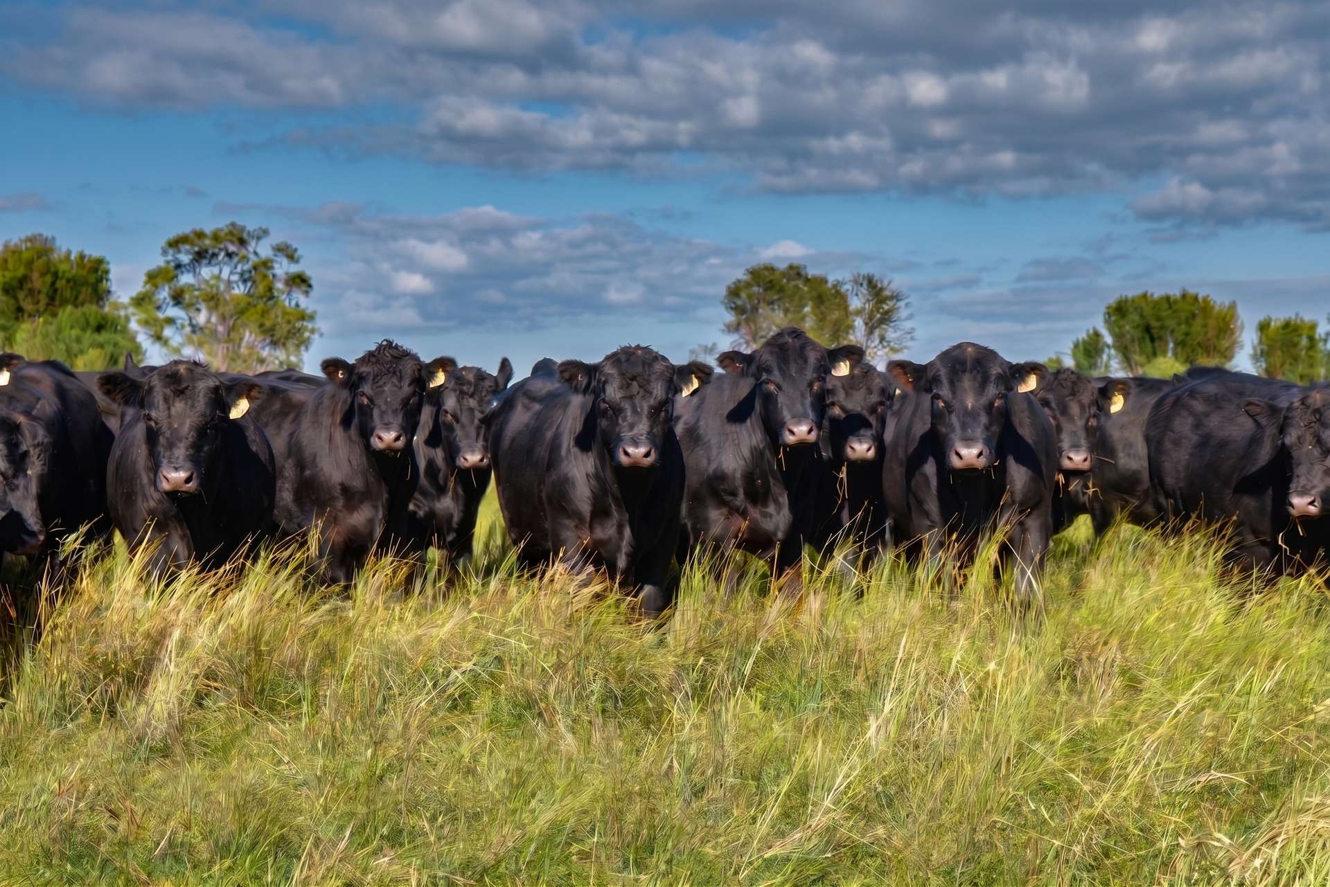 "Myola" 278 Toms Gully Road, Black Mountain Auction by Farmbuy.com - image 4