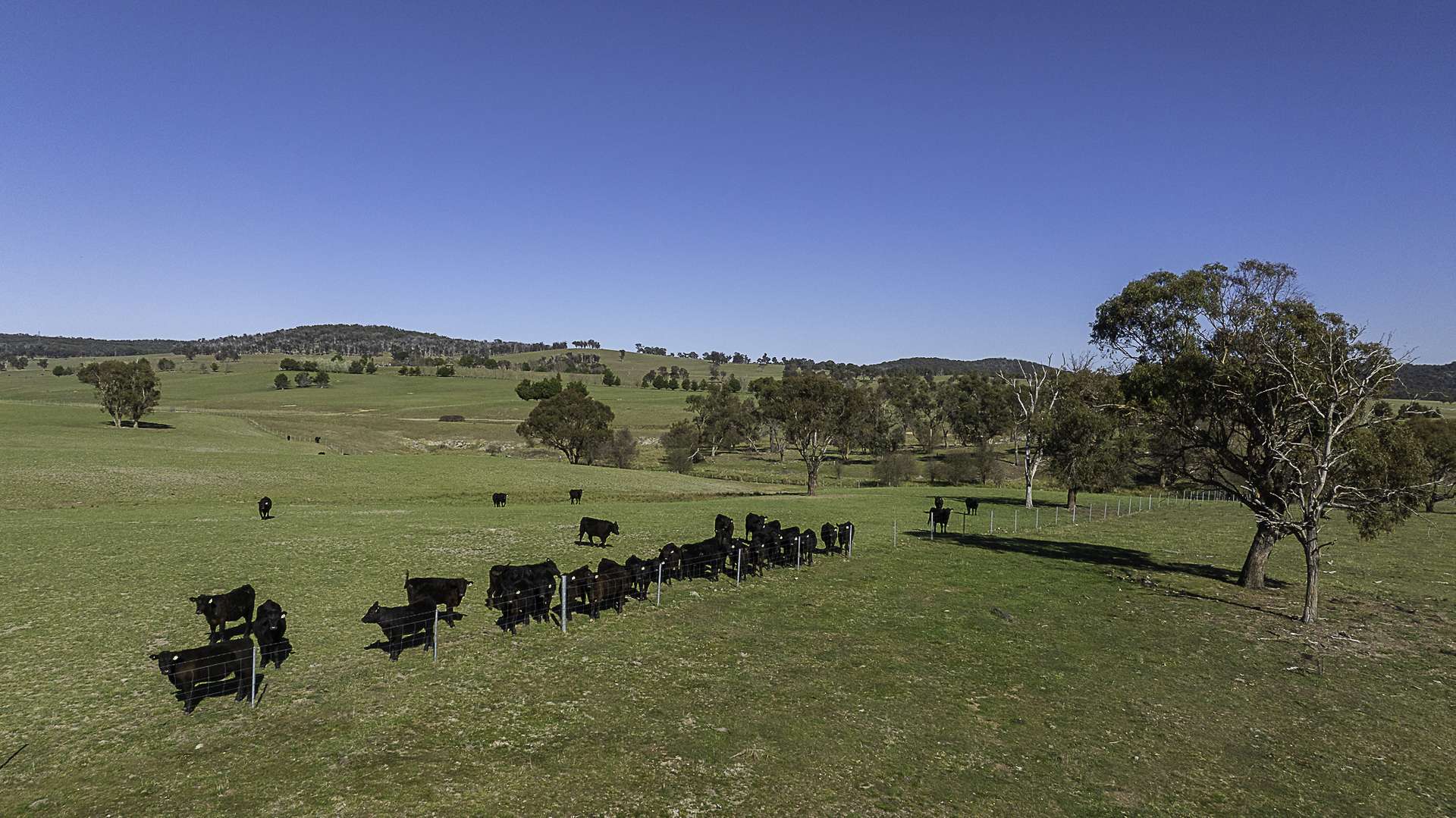"Myola" 278 Toms Gully Road, Black Mountain Auction by Farmbuy.com - image 27