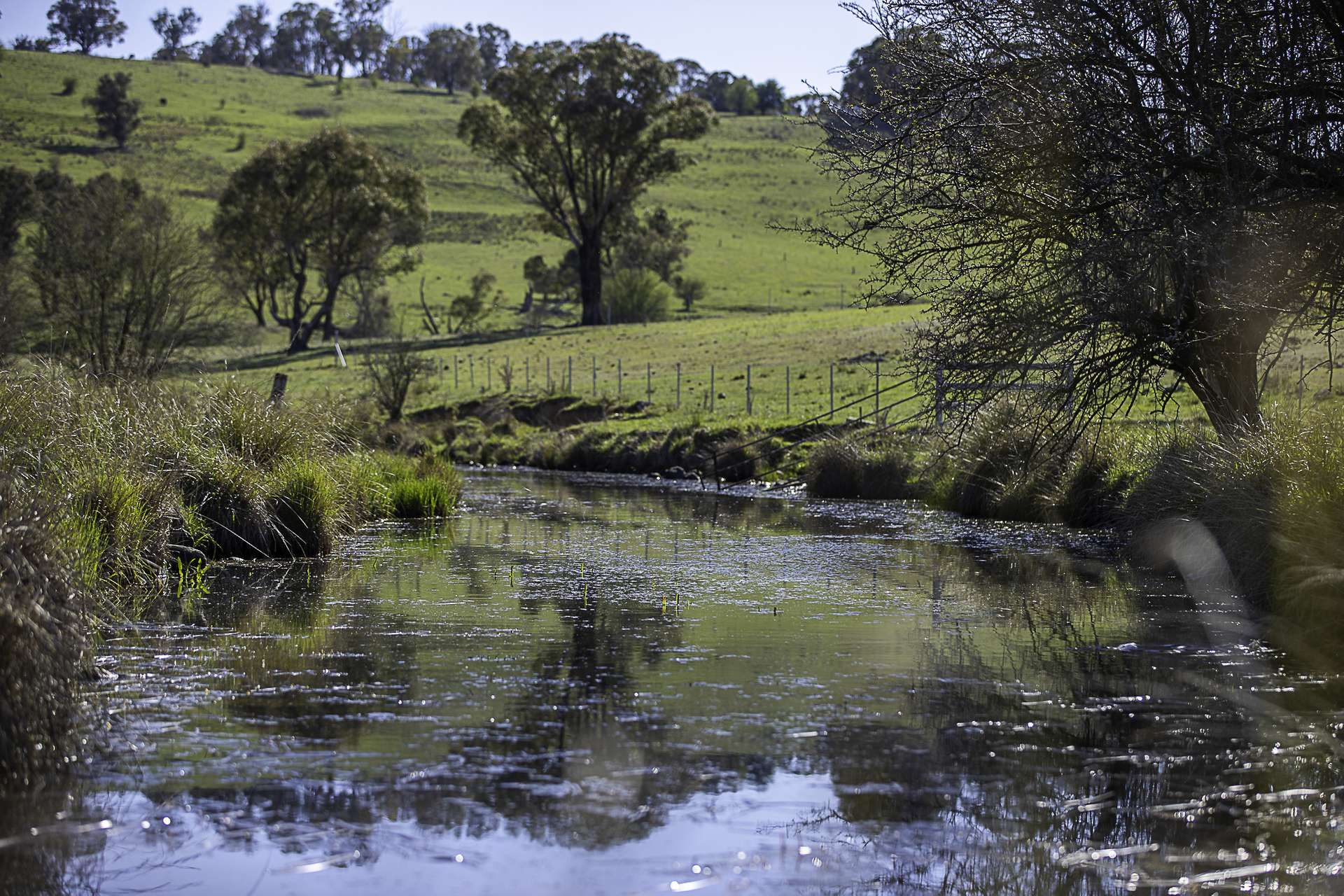 "Myola" 278 Toms Gully Road, Black Mountain Auction by Farmbuy.com - image 20