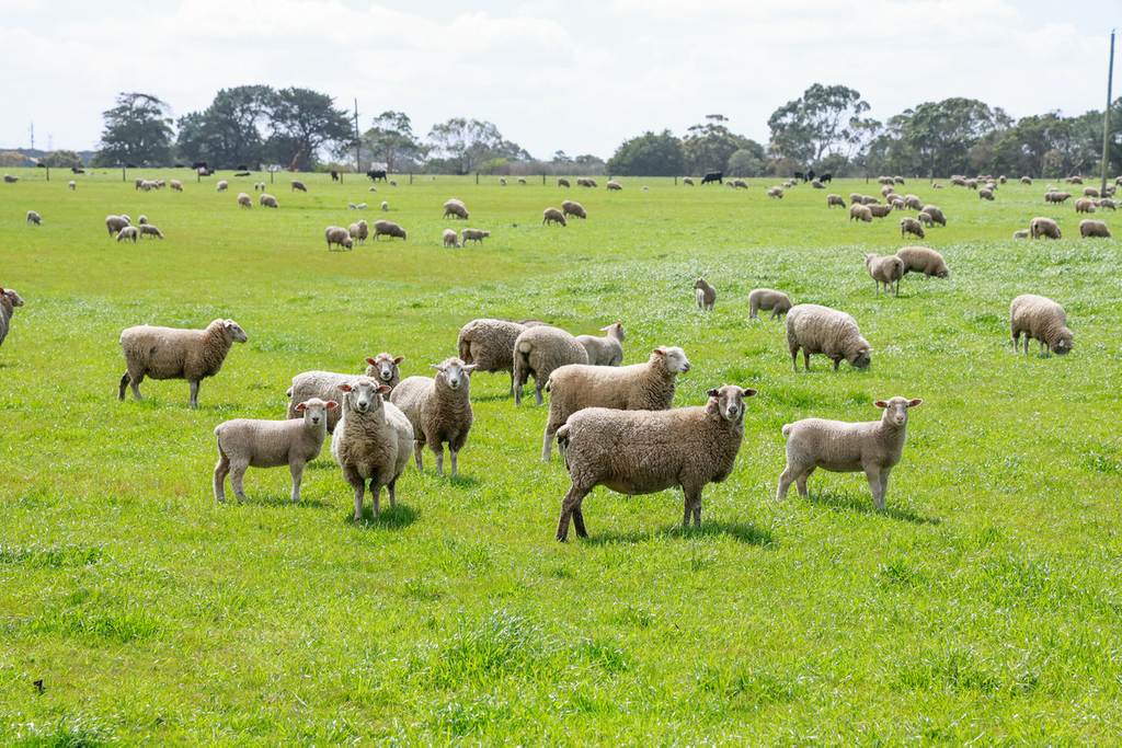 'The Paddock' Warrnambool-Caramut Road, Woolsthorpe VIC 3276