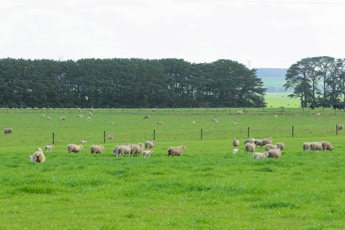 'The Paddock' Warrnambool-Caramut Road, Woolsthorpe For Sale by Farmbuy.com - image 5