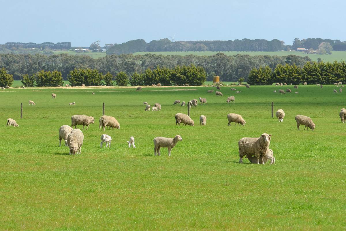 'The Paddock' Warrnambool-Caramut Road, Woolsthorpe For Sale by Farmbuy.com - image 13