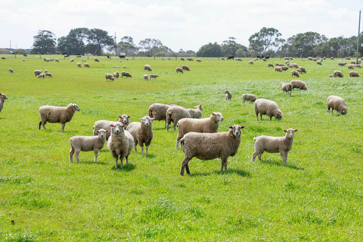 'The Paddock' Warrnambool-Caramut Road, Woolsthorpe For Sale by Farmbuy.com - image 1
