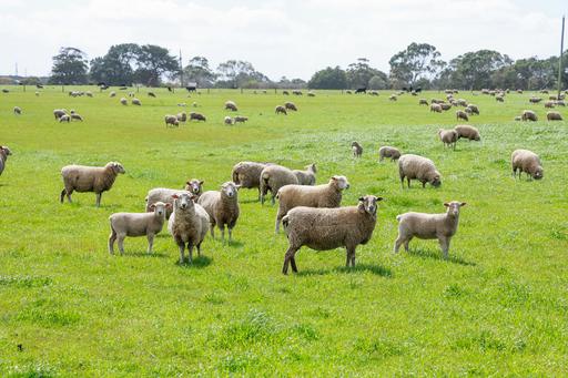 'The Paddock' Warrnambool-Caramut Road, Woolsthorpe VIC 3276