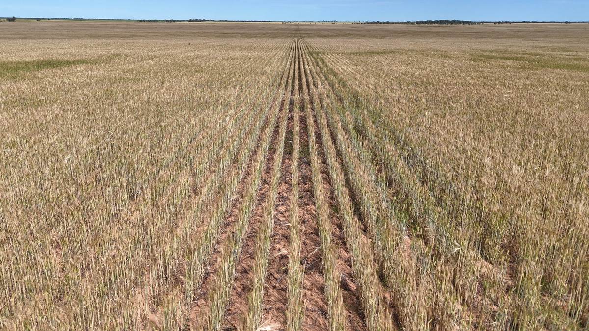 50 Parish Of Benetook, Pirlta North, Merrinee For Sale by Farmbuy.com - image 7