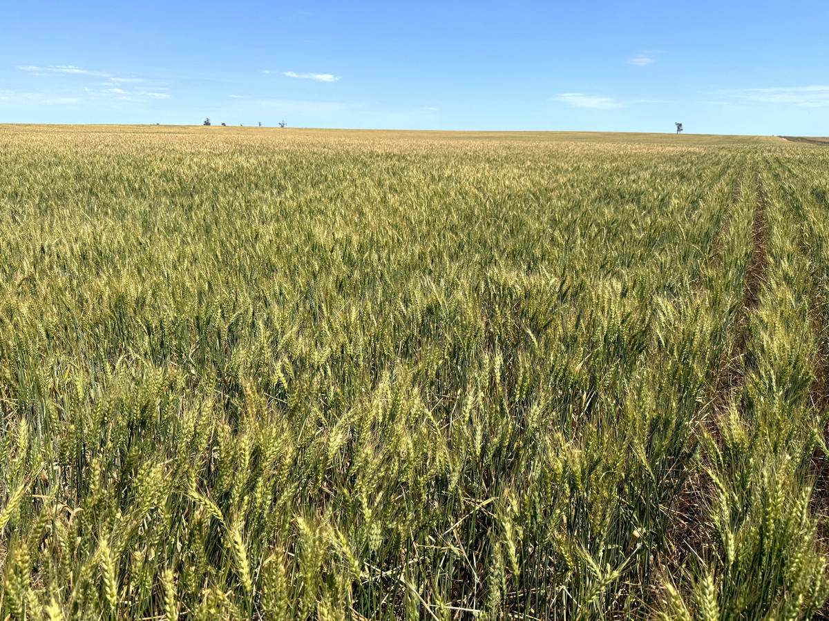 50 Parish Of Benetook, Pirlta North, Merrinee For Sale by Farmbuy.com - image 8