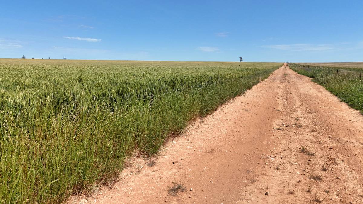 50 Parish Of Benetook, Pirlta North, Merrinee For Sale by Farmbuy.com - image 15