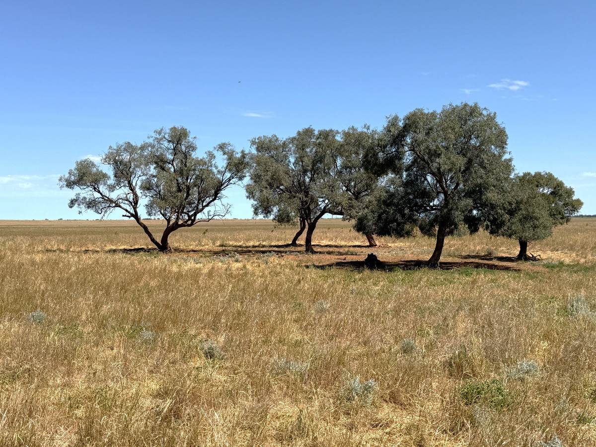 50 Parish Of Benetook, Pirlta North, Merrinee For Sale by Farmbuy.com - image 12