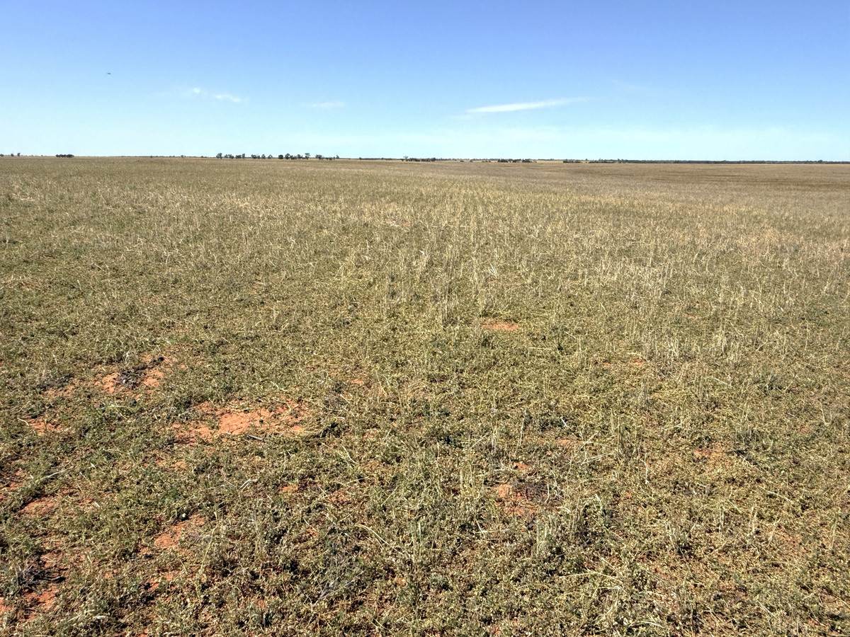 50 Parish Of Benetook, Pirlta North, Merrinee For Sale by Farmbuy.com - image 22
