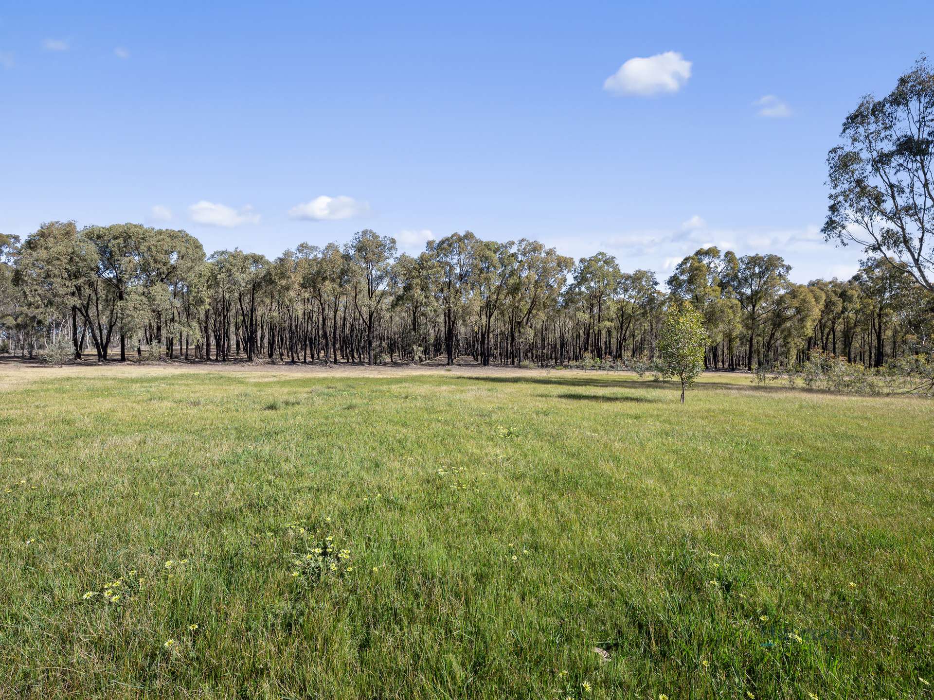 LOT 4 Dookie-Violet Town Road, Earlston For Sale by Farmbuy.com - image 2