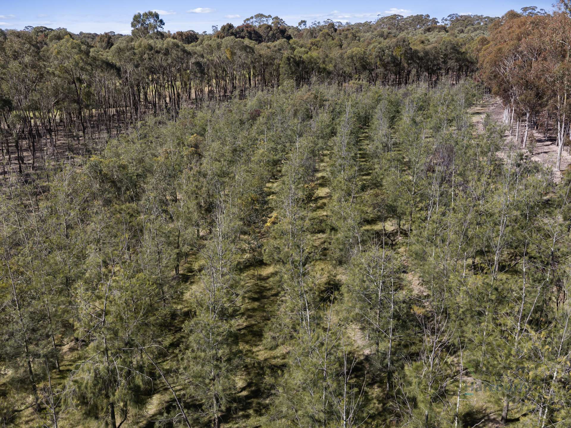 LOT 4 Dookie-Violet Town Road, Earlston For Sale by Farmbuy.com - image 3
