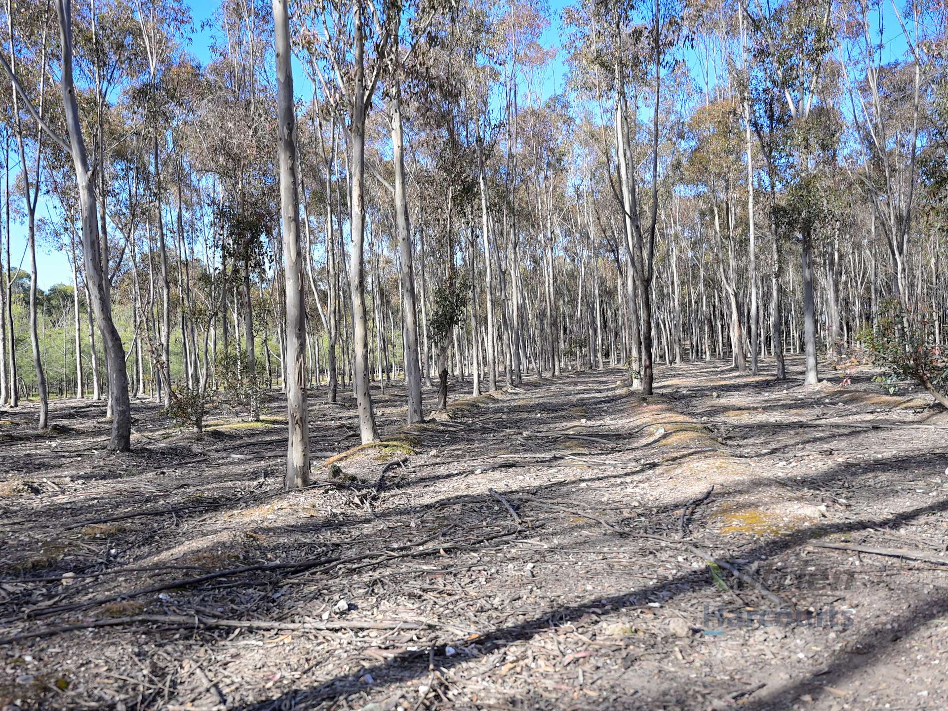 LOT 4 Dookie-Violet Town Road, Earlston For Sale by Farmbuy.com - image 12