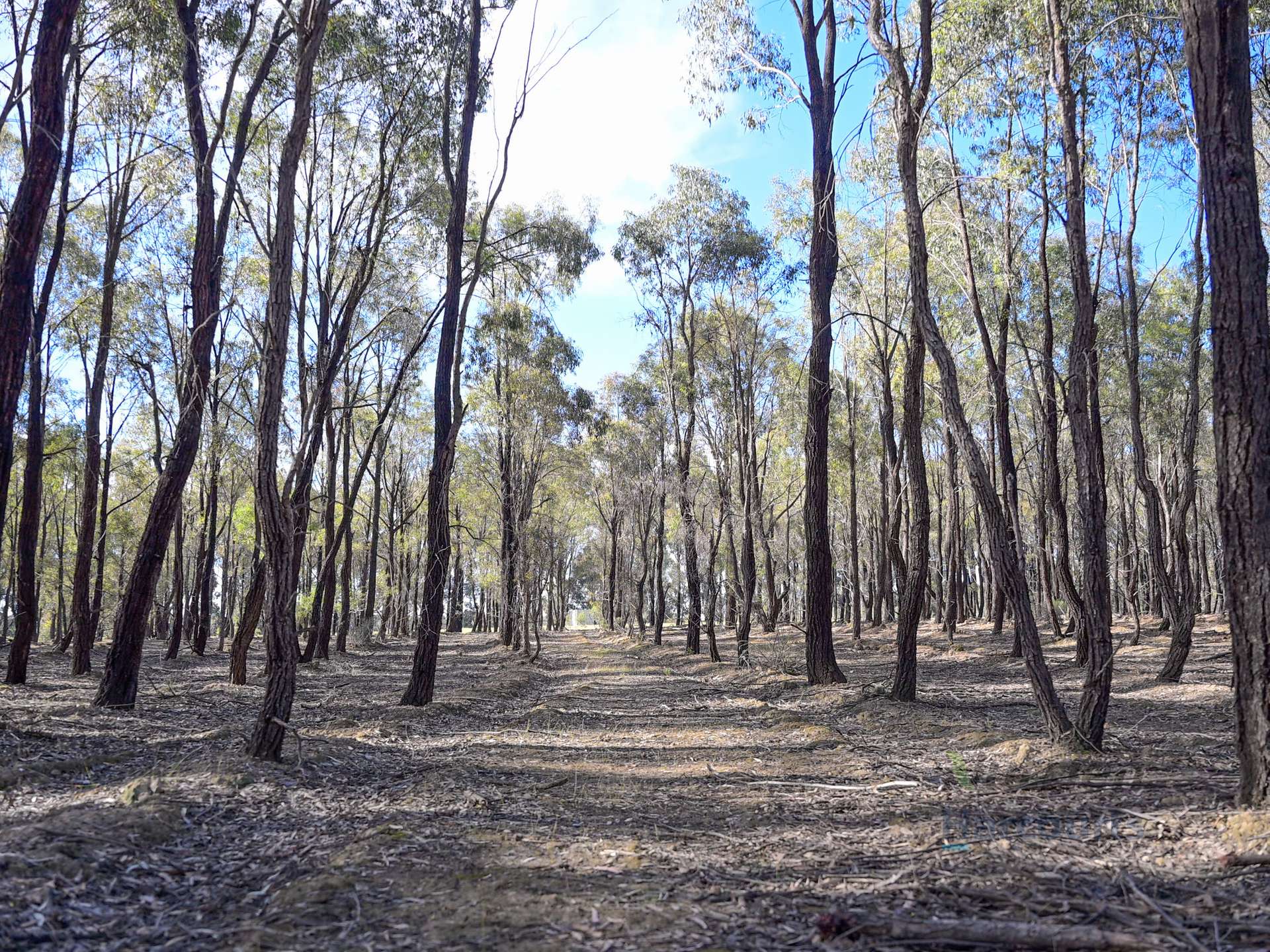 LOT 4 Dookie-Violet Town Road, Earlston For Sale by Farmbuy.com - image 11
