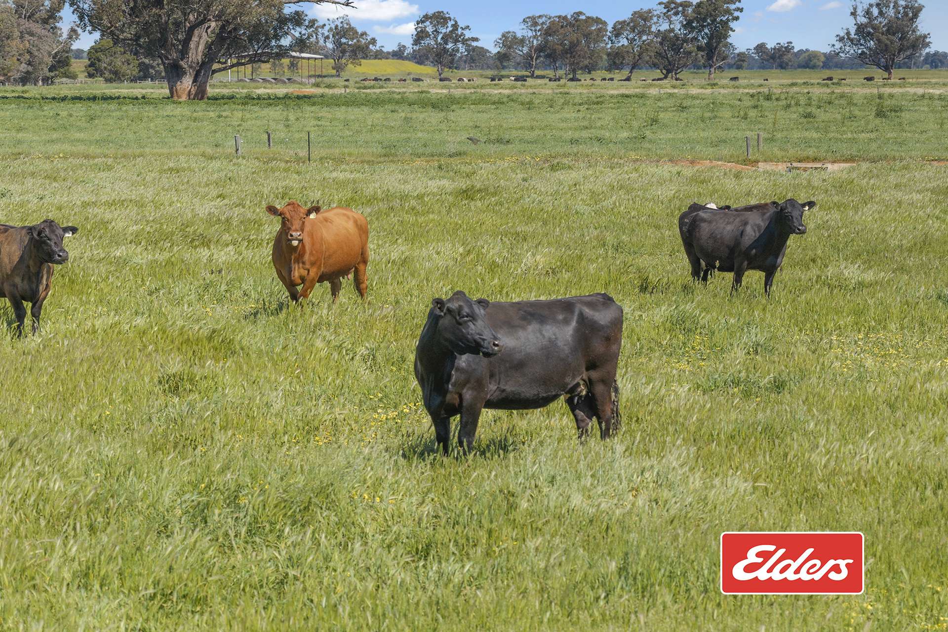 325 O'Brien Road, Undera For Sale by Farmbuy.com - image 24